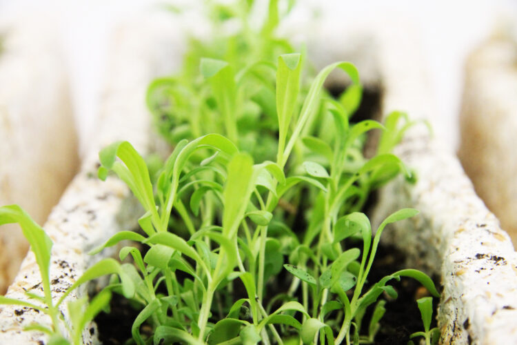 Early Seed Sprouting